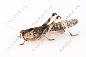 watermarked - locusta