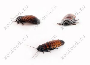 watermarked - madagaskar