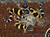 Eublepharis macularius (BLYTH, 1854)
