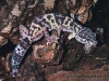 Eublepharis turcmenicus (Darevsky, 1977)