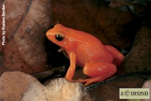 Mantella aurantiaca